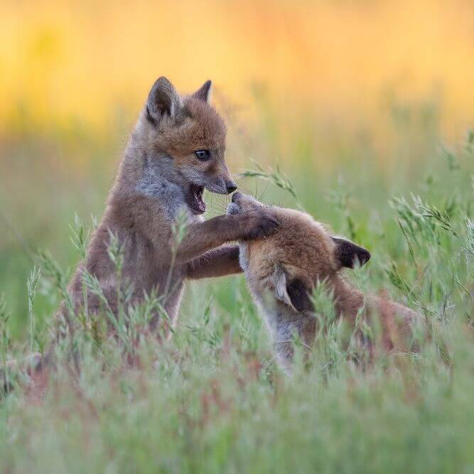 Cruelty free