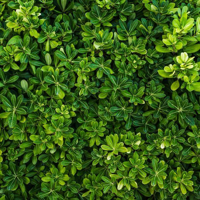 cosmetici green